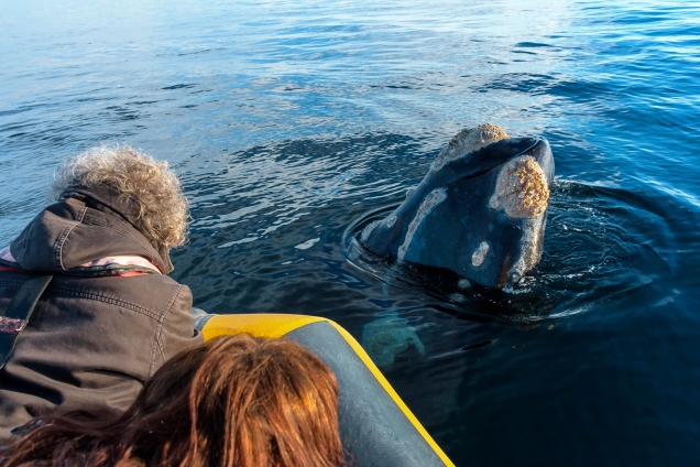 Main image of the article THE BEST TIPS FOR YOUR TRIP TO PUERTO MADRYN